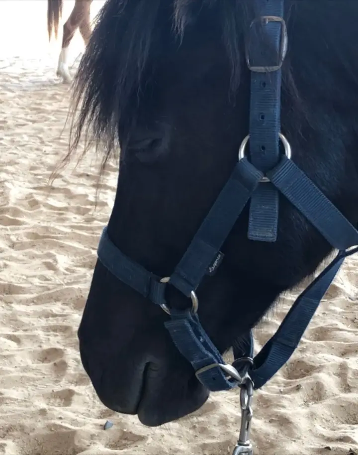 Tête d’un cheval noir en licol