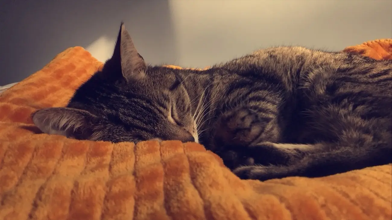 Chat tigré endormi contre une couverture