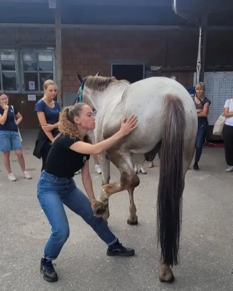 Maya en consultation sur un cheval gris
