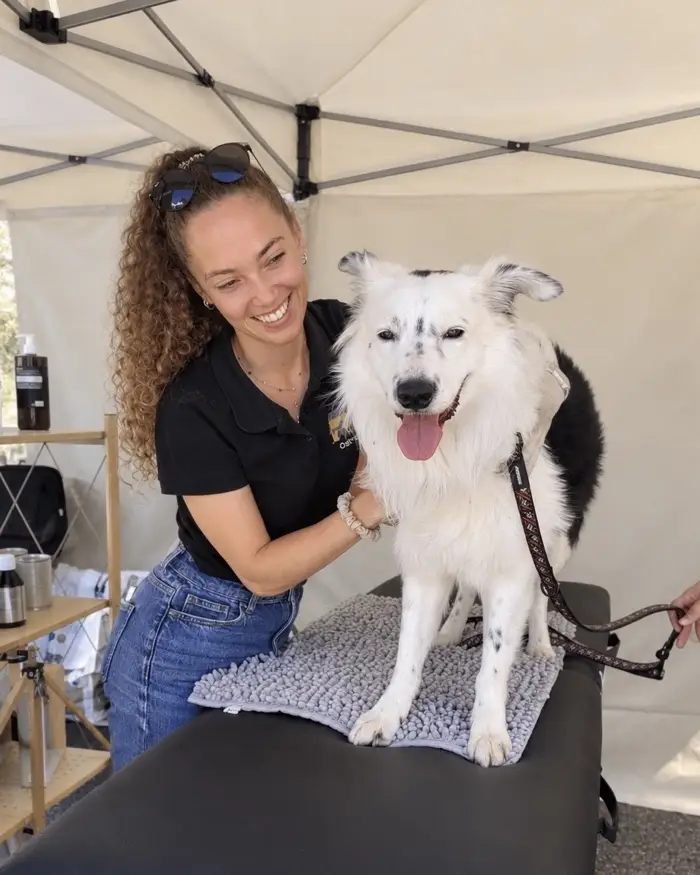 Maya en consultation sur un chien blanc, sous une tente